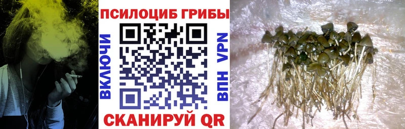 Купить  Волгоград  Псилоцибиновые грибы прущие грибы 
